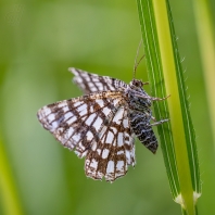 kropenatec jetelový - Chiasmia clathrata