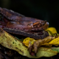 křovinář nosatý - Porthidium nasutum