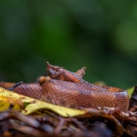 křovinář nosatý - Porthidium nasutum