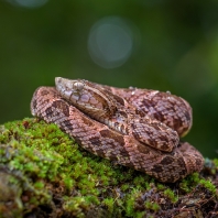 křovinář sametový - Bothrops atrox