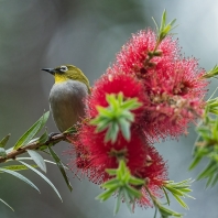 kruhoočko šedoprsé - Zosterops maderaspatanus