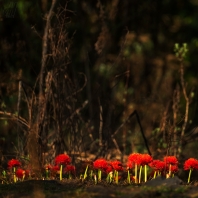 krvokvět natalský - Scadoxus multiflorus