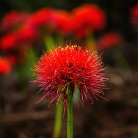 krvokvět natalský - Scadoxus multiflorus