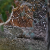 skalní krysy - Petromuridae