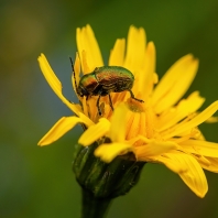 mandelinkovití - Chrysomelidae