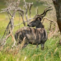 kudu velký - Tragelaphus strepsiceros