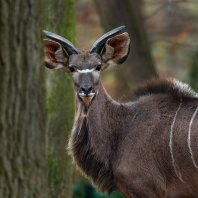 kudu velký - Tragelaphus strepsiceros