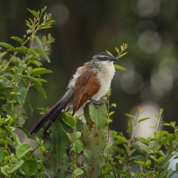 kukačka bělobrvá - Centropus superciliosus