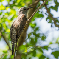kukačka naříkavá - Cacomantis merulinus