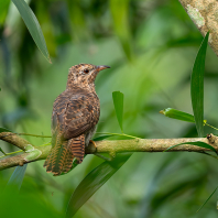 kukačka naříkavá - Cacomantis merulinus