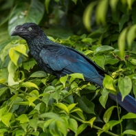 kukačka neotropická - Crotophaga major