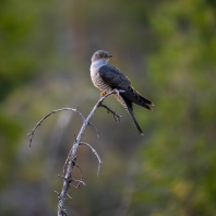 kukačka obecná - Cuculus canorus