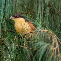 kukačka senegalská - Centropus senegalensis