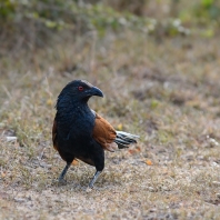 kukačka vraní - Centropus sinensis