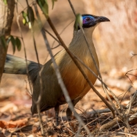 kukalka velká - Coua gigas