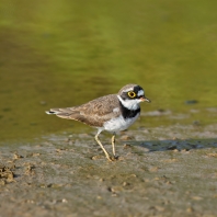 kulík říční - Charadrius dubius