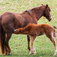 kůň domácí - Equus caballus