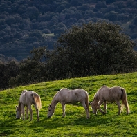 kůň domácí - Equus caballus