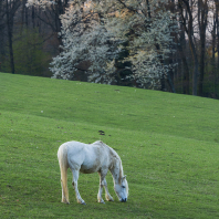 kůň domácí - Equus ferus