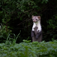 kuna skalní - Martes foina