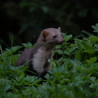 kuna skalní - Martes foina