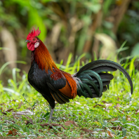 kur bankivský - Gallus gallus