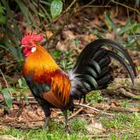 kur bankivský - Gallus gallus