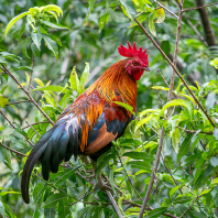 kur domácí - Gallus gallus f. domestica