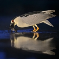 kvakoš noční - Nycticorax nycticorax