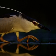 kvakoš noční - Nycticorax nycticorax