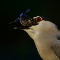 kvakoš noční - Nycticorax nycticorax