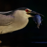 kvakoš noční - Nycticorax nycticorax