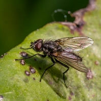 květilkovití - Anthomyiidae