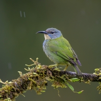 květomil azurový - Cyanerpes lucidus