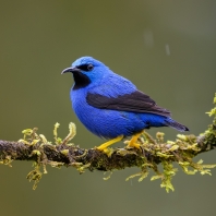 květomil azurový - Cyanerpes lucidus