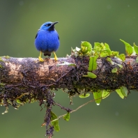 květomil azurový - Cyanerpes lucidus