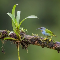 květomil azurový - Cyanerpes lucidus