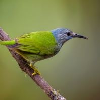 květomil azurový - Cyanerpes lucidus