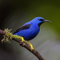 květomil azurový - Cyanerpes lucidus