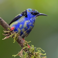 květomil modrý - Cyanerpes cyaneus