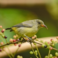 květozob oranžovobřichý - Dicaeum trigonostigma