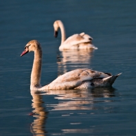 labuť velká - Cygnus olor