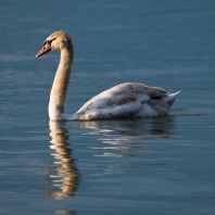 labuť velká - Cygnus olor