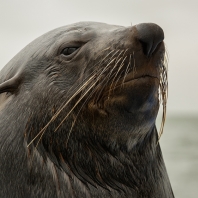 lachtan jihoafrický - Arctocephalus pusillus