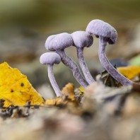 lakovka ametystová - Laccaria amethystina
