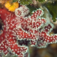 laločnice dlanitá - Alcyonium palmatum