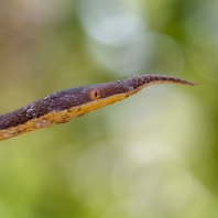 langaha listonosá - Langaha madagascariensis