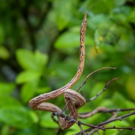 langaha listonosá - Langaha madagascariensis