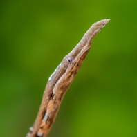 langaha listonosá - Langaha madagascariensis