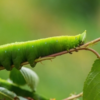 Langia zenzeroides